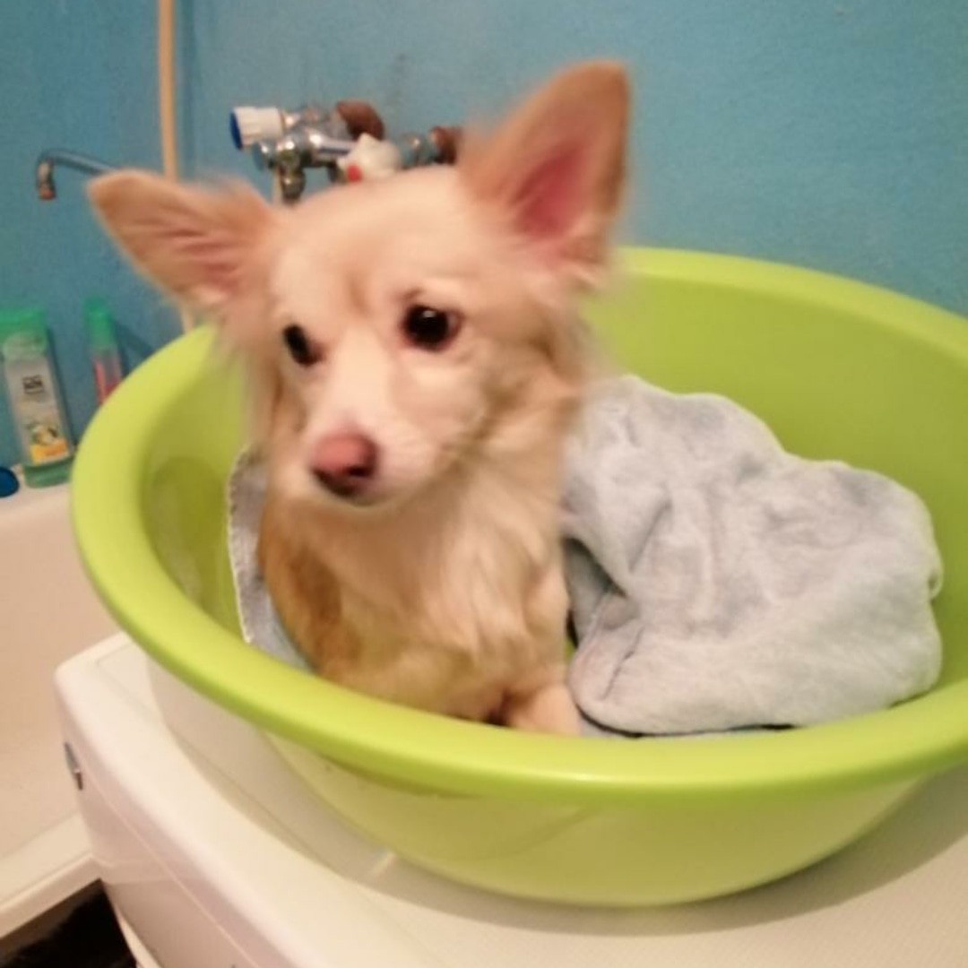 Каштанка она же Жуля дома! - Zoo Информ